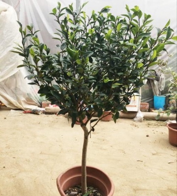 含笑桩盆景栽培方法