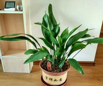 一叶兰的养殖方法