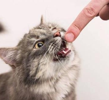 小猫总咬东西怎么办