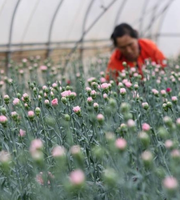 昆明花卉栽培