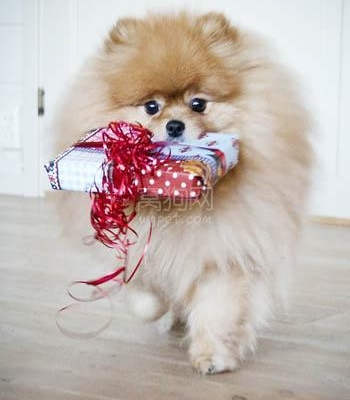 博美犬总咬东西怎么训