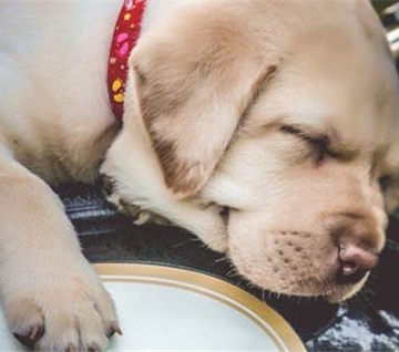 狗低钙不吃东西怎么办