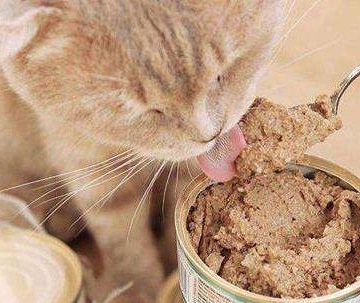 猫咪很饿但是不吃东西怎么办