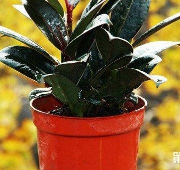 橡皮树花叶子栽培