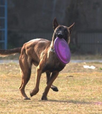 马犬科目训练教程