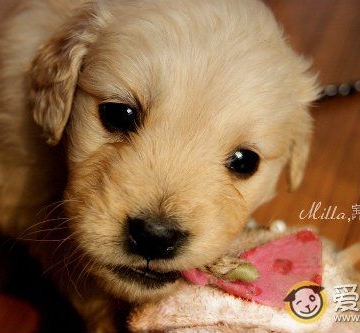 金毛幼犬不吃东西吐怎么了