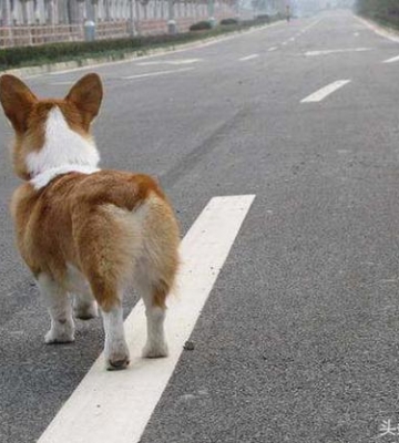 狗狗走路撞东西怎么办