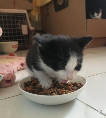 猫粮圆的东西猫子不吃