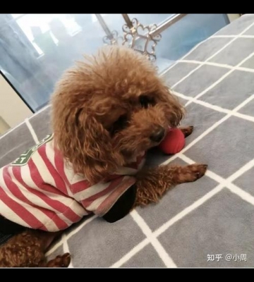 泰迪胰腺炎后几天开始吃东西