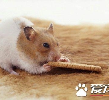 仓鼠爱什么东西怎么办