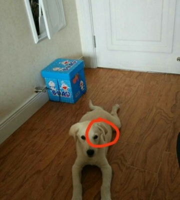 一个月拉布拉多总是咬东西
