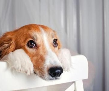 狗为什么没精神不吃东西是怎么回事