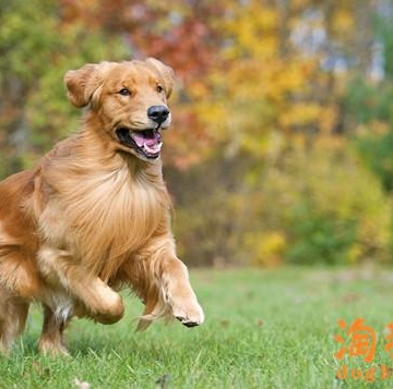 怎么能让训练金毛
