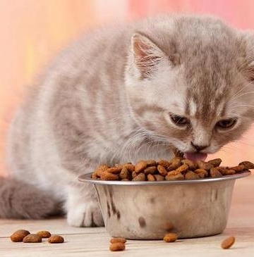 如何让猫咪多吃东西是什么