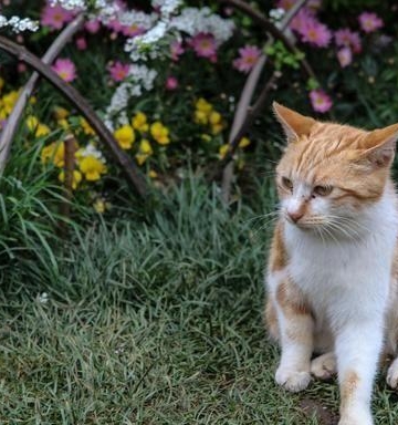 捡回来的猫需要注意什么东西
