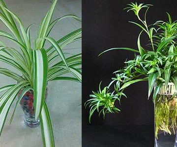 可以用水苔栽培吊兰