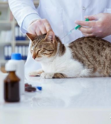猫打疫苗不吃东西