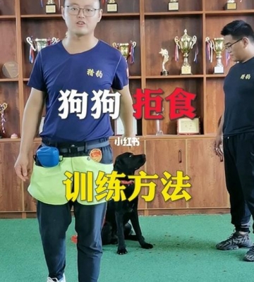 宠物野外拒食训练