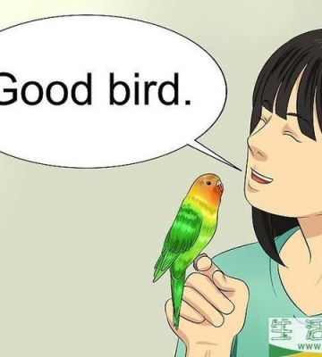 怎么样训练鹦鹉说话
