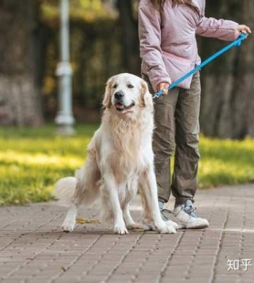 怎么训练狗狗不爆冲