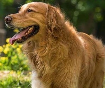 狗狗注意力训练方法