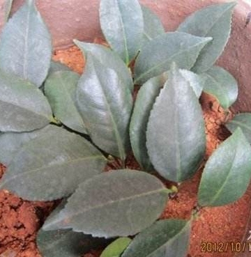 茶叶花繁殖方法