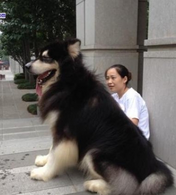 阿拉斯加从小怎么训练