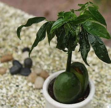 元宝树栽培和管理