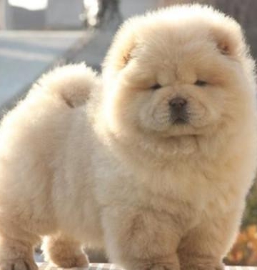 怎样训练松狮犬叼东西 求训练方法