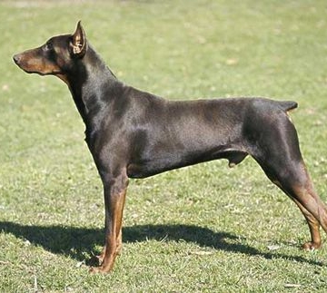 如何训练杜宾犬打滚