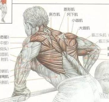 大肌肉群参与运动法
