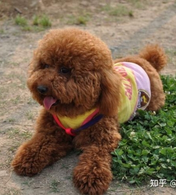 怎么训练小泰迪站立