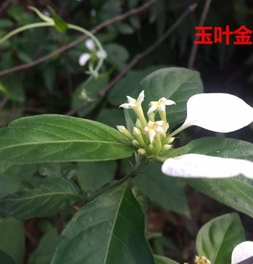 玉叶金花栽培