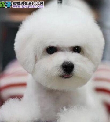 怎么样训练比熊犬