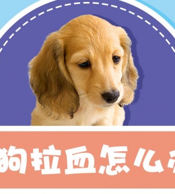 狗狗拉血能吃什么东西