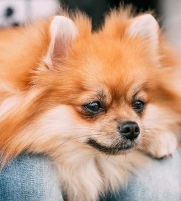 博美犬不吃东西怎么办