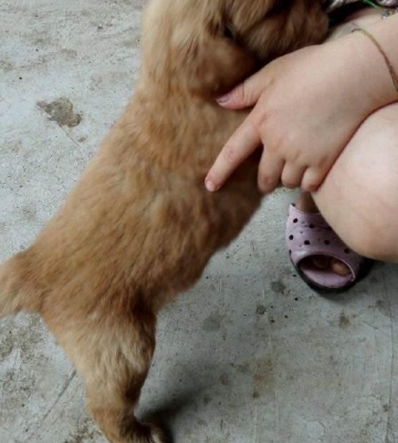 一个月的小金毛怎么训练