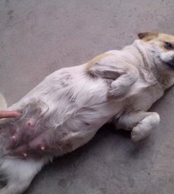 狗狗夏天生狗需要准备什么东西