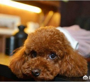 泰迪啃东西怎么办