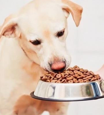 犬孕期怎么不能吃什么东西
