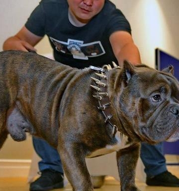 恶霸犬应该怎么训练