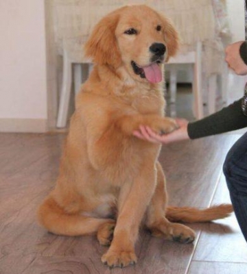 金毛犬如何训练