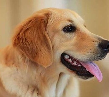 金毛犬会乱吃东西怎么办