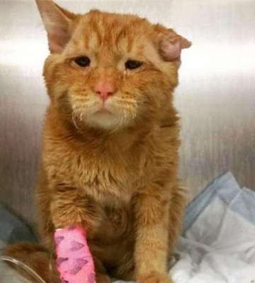 猫咪受伤不吃东西