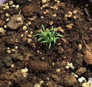种植满天星的方法
