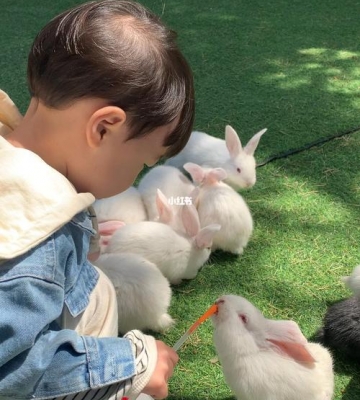 小兔子都喂它什么东西怎么办