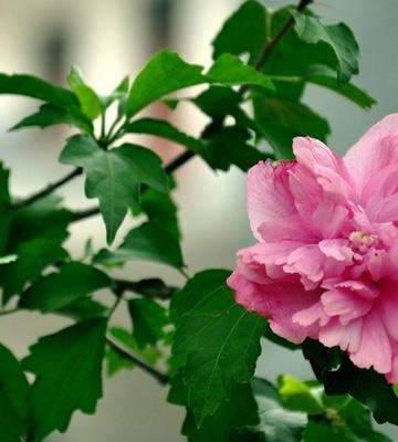木槿花的栽培管理