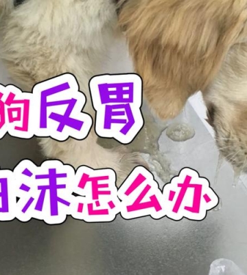 狗狗三周了光吐不吃东西没精神