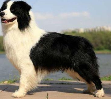 45天边境牧羊犬训练