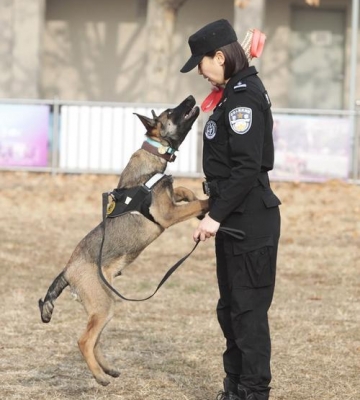 训练比特成警犬